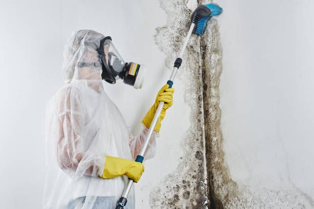 Best Toxic Mold Removal  in Huntingdon, PA