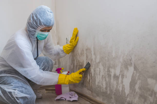 Trusted Huntingdon, PA Mold Removal Experts