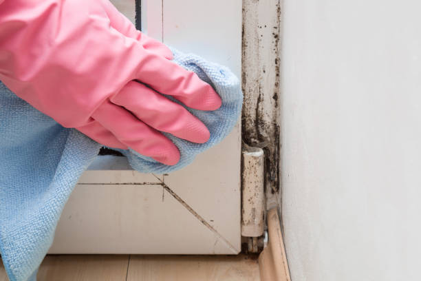 Best Mold Damage Repair  in Huntingdon, PA